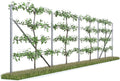 RANKI, 4-Feld, 8 Meter, Rankhilfe für Kletterpflanzen, Spalier auf Plantagenstandard für Wein, Kiwi, Kiwibeeren, Rosen, Clematis
