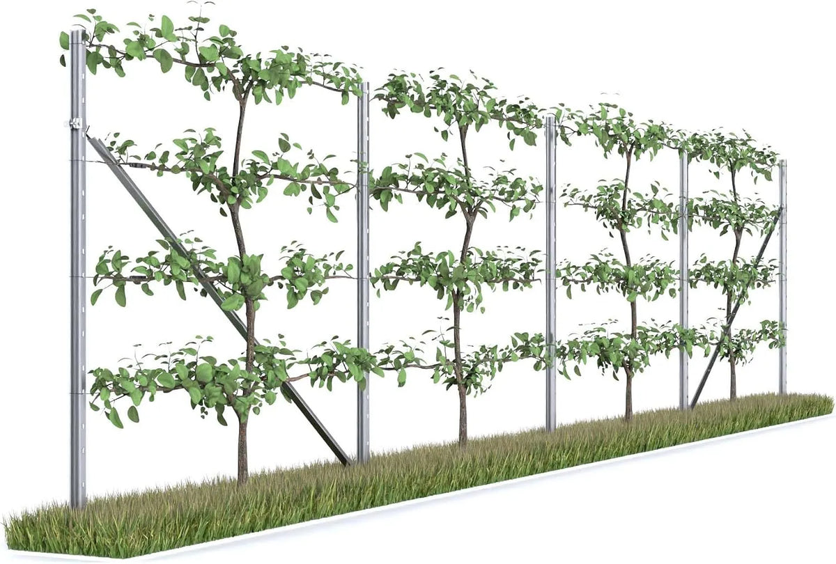 RANKI, 4-Feld, 8 Meter, Rankhilfe für Kletterpflanzen, Spalier auf Plantagenstandard für Wein, Kiwi, Kiwibeeren, Rosen, Clematis